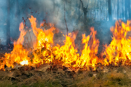Forest fire