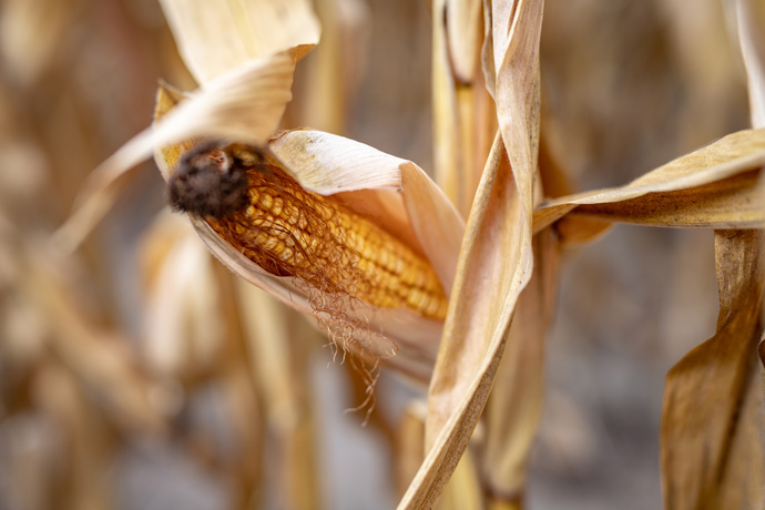 Corn harvest destroyed by drought, full width Corn harvest destroyed by drought