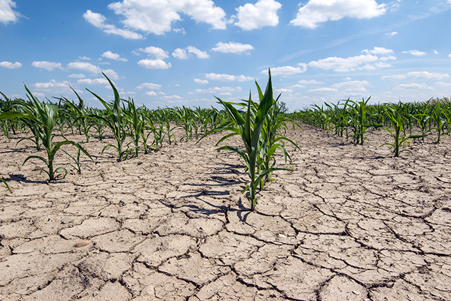 Parched soil