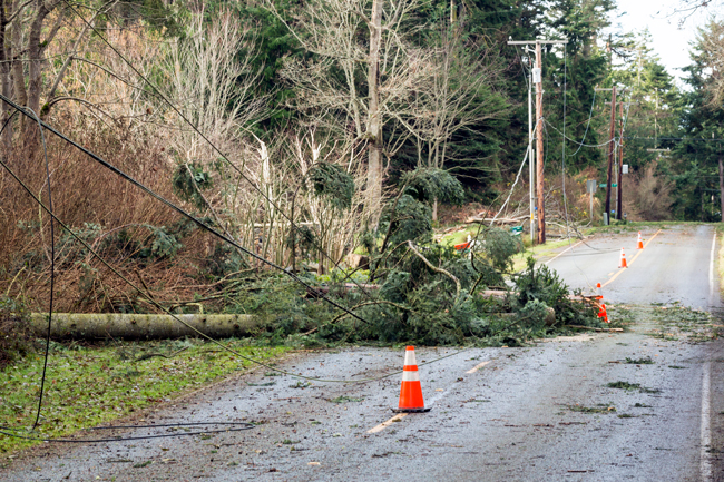 Overhead cables damaged by falling trees