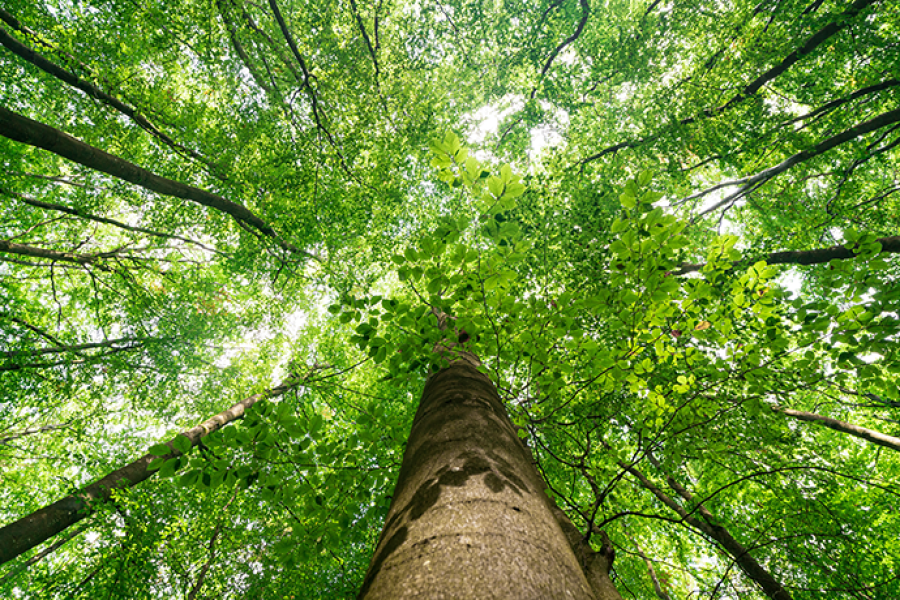 Looking up at a forest canopy