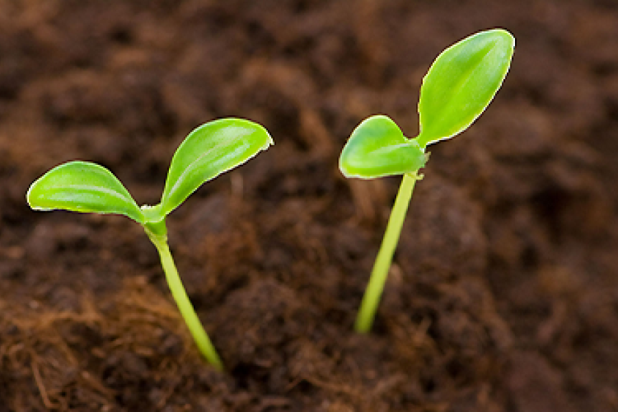 Climate Change and Agriculture