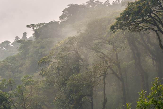 Rain pouring down on a rainforest in Ecuador
