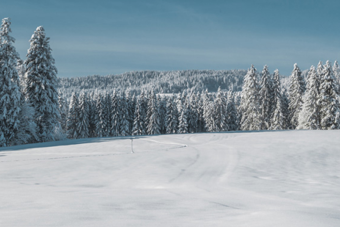 A very snowy landscape with a field and tress in the background all covered in snow. The sky above is clear blue